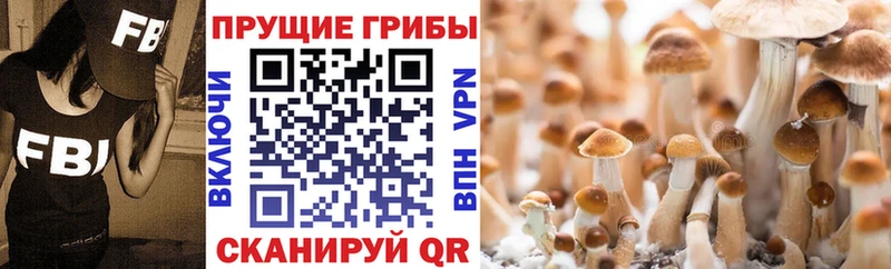 Псилоцибиновые грибы Psilocybe Томари